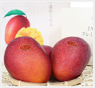 〔JAおきなわ〕プレミアムマンゴー1.0kg