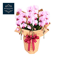 〔モンソーフルール〕胡蝶蘭 3本立 ピンク