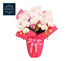 〔モンソーフルール〕胡蝶蘭 3本立 白