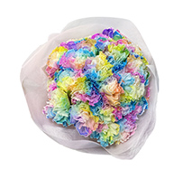 カーネーション（レインボー）