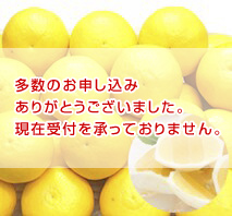 〔高知/なるた果樹園〕すくも小夏