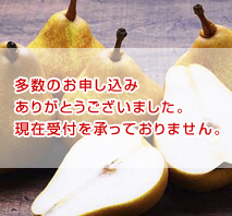 〔山形/須田果樹園〕オーロラ