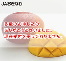 〔JAおきなわ〕マンゴー1.5kg