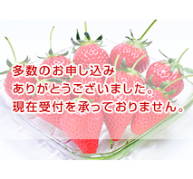 香川／KOKOROグループ産 軸付き女峰いちご