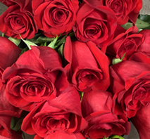 ラージローズ花束（赤・母の日用）
