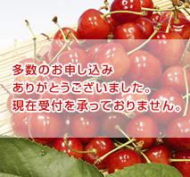山形県産　さくらんぼ