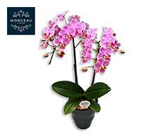〔モンソーフルール〕ミディ胡蝶蘭2本立 ピンク