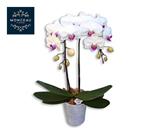 〔モンソーフルール〕ミディ胡蝶蘭2本立 白・赤リップ