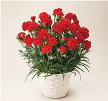 カーネーションレッド