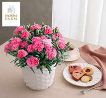 〔ホシファーム〕カーネーション鉢「ホットハート」＆焼菓子アソート5個