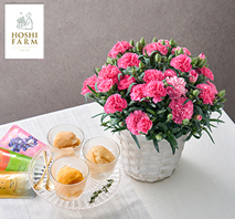 〔ホシファーム〕カーネーション鉢「ホットハート」＆凍らせて食べるシャーベット　彩果しずく3個