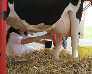 〔渡辺体験牧場〕摩周ジンギスカンランチ＋牧場体験招待券ペア